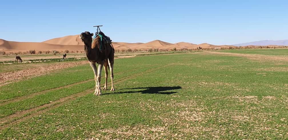 Chegaga Desert Trips Camp M’hamid El Ghizlane Exterior foto